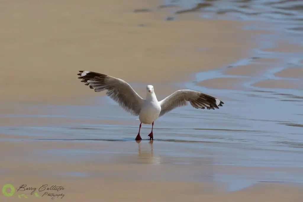 a Silver Gull making contact with the wet sand during a landing