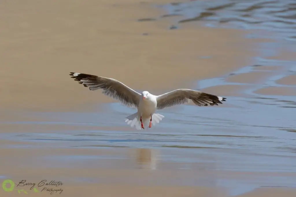 a Silver Gull landing on wet sand photographed front-on