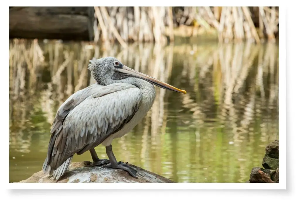 a Spot-billed Pelican standing on a rock near a river