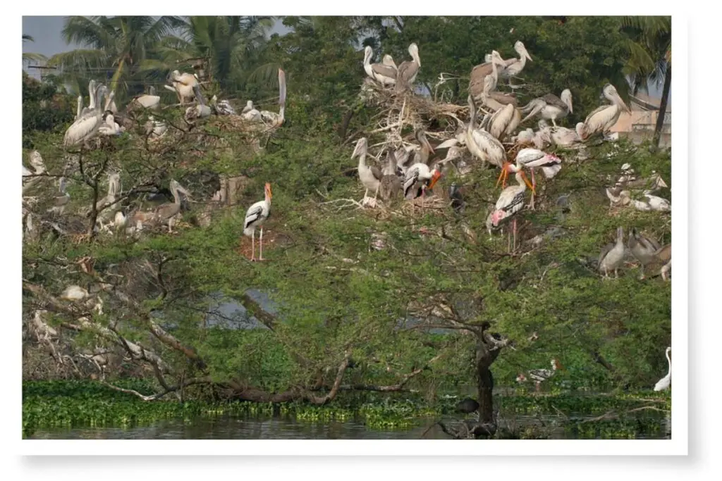 spot-billed pelicans and Painted Storks perched in trees in a river