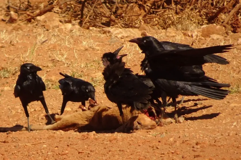 a murder of Toressian Crows eating a kangaroo carcass