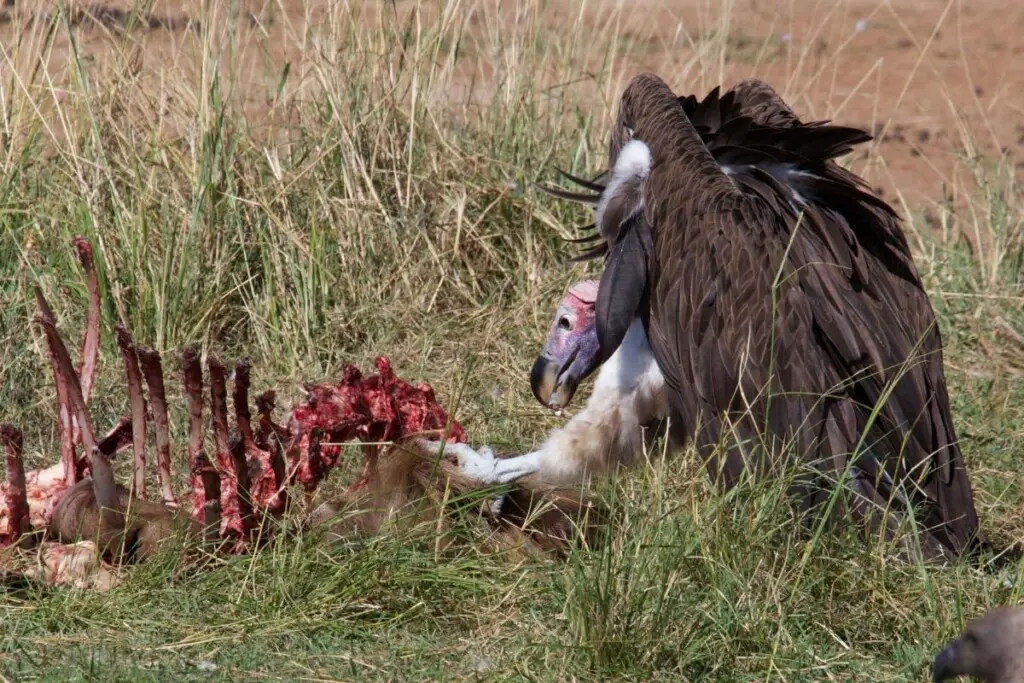 a vulture tearing at a carcass with its talons