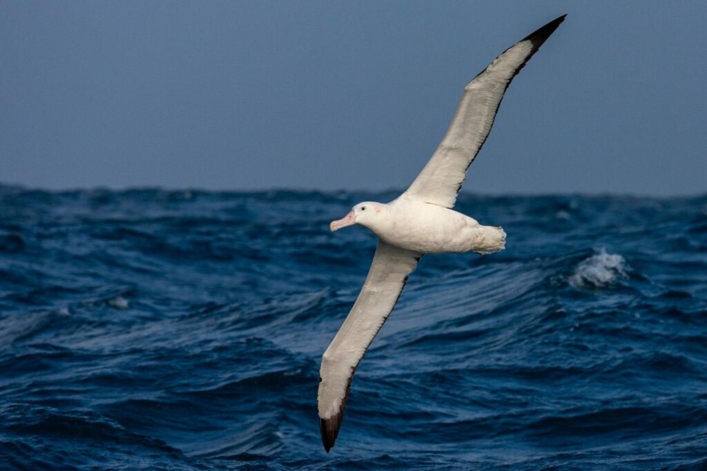 a Wandering Albatross flying over the ocean