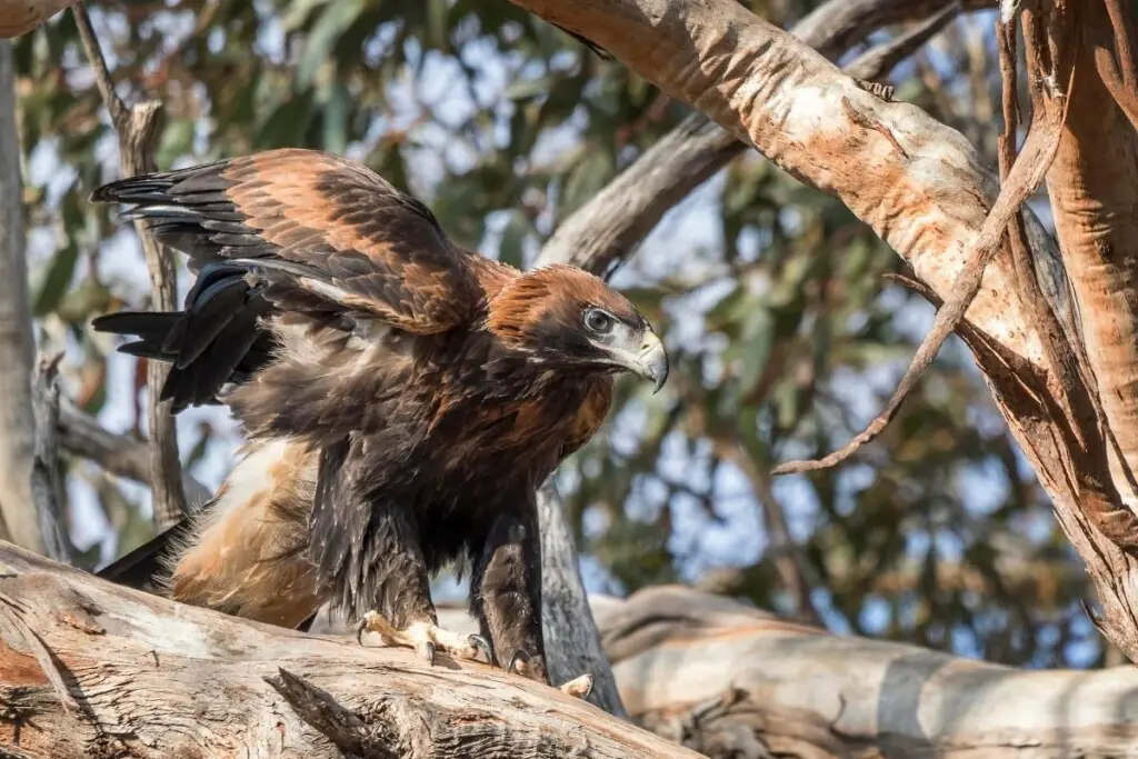 a Wedge-tailed Eagle perched in a tree