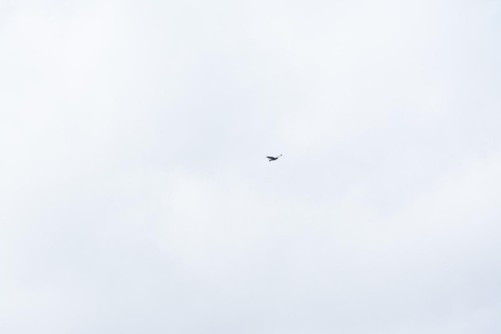 a Wedge-tailed Eagle flying in cloudy sky in the distance