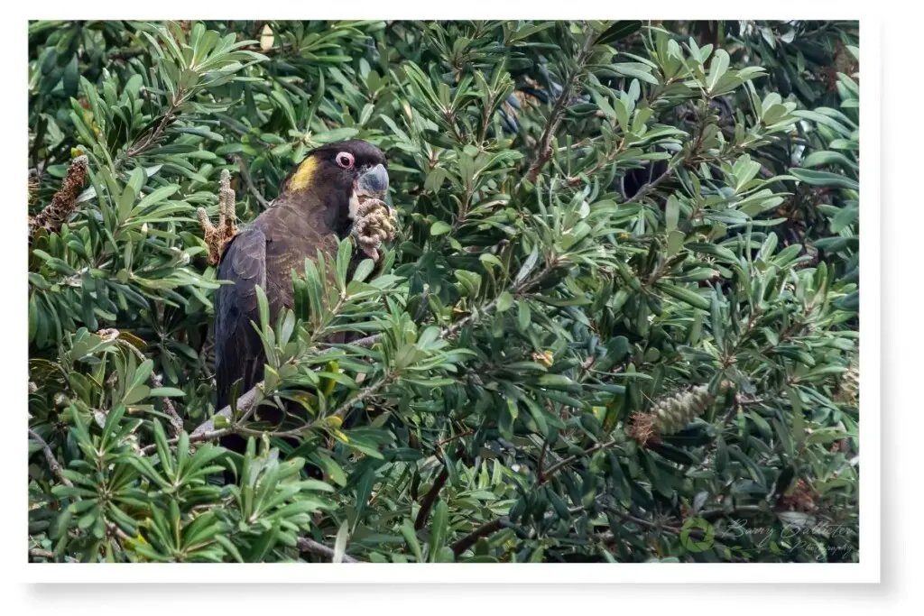 a Yellow-tailed Black Cockatoo perched in a tree eating a seed pod