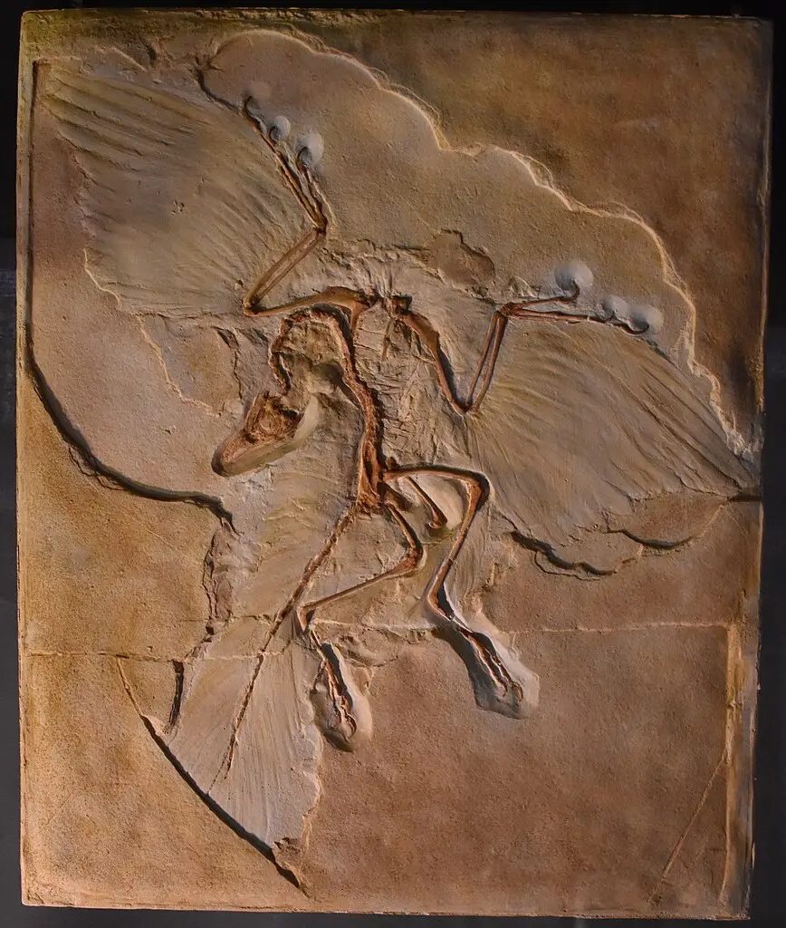 a fossil of a bird-like creature