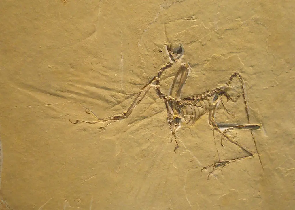 an archaeopteryx fossil