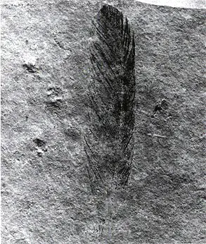 the fossilized imprint of a feather