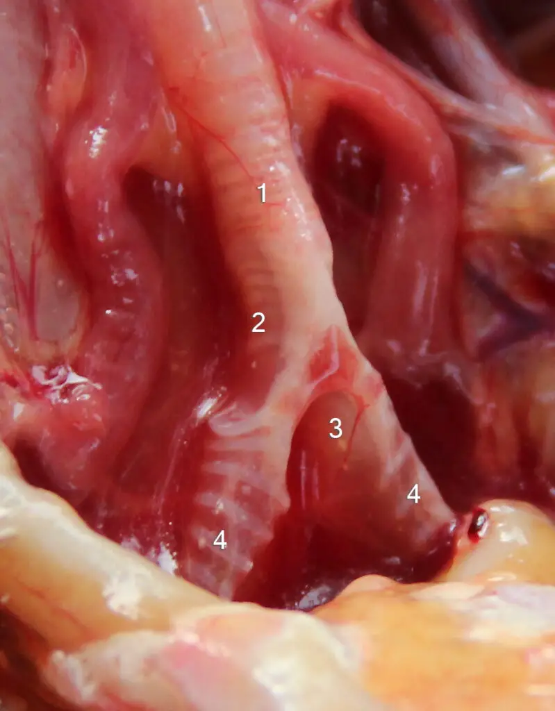 the trachea of a chicken