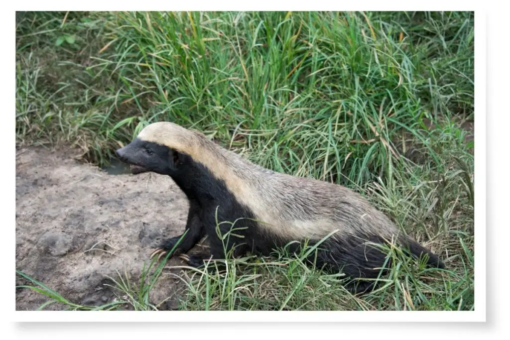 an African Honey Badger