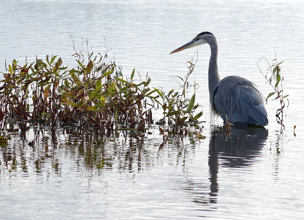 a Sony E 70-350mm f/4.5-6.3 G OSS Lens example image one - a grey heron wading in water