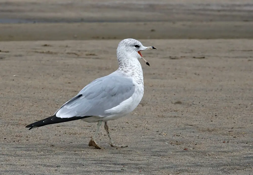 a Sony E 70-350mm f/4.5-6.3 G OSS Lens example image two - a ring-billed gull walking on sand