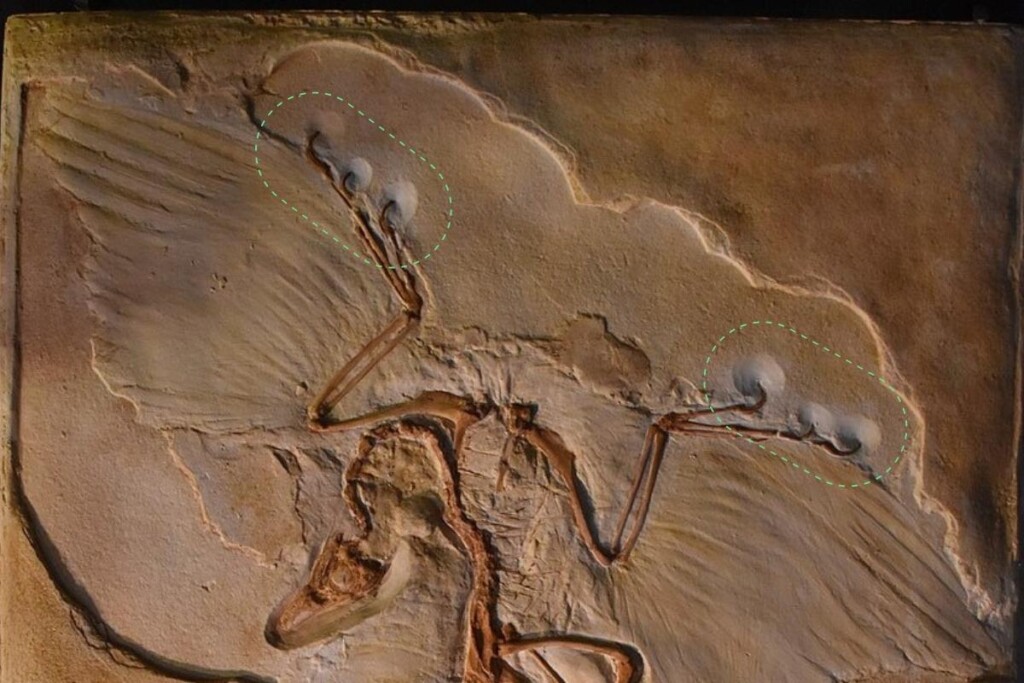 a close-up of the fossil of a bird-like creature showing clawed fingers on it's wings