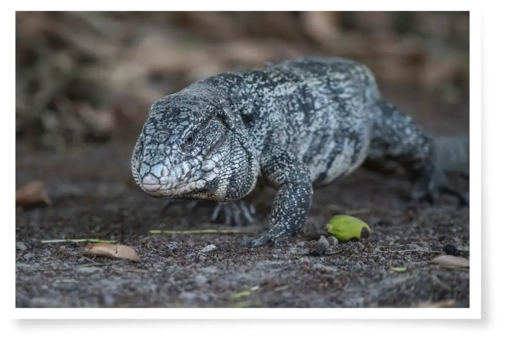 an Argentine Black and White Tegu lizard