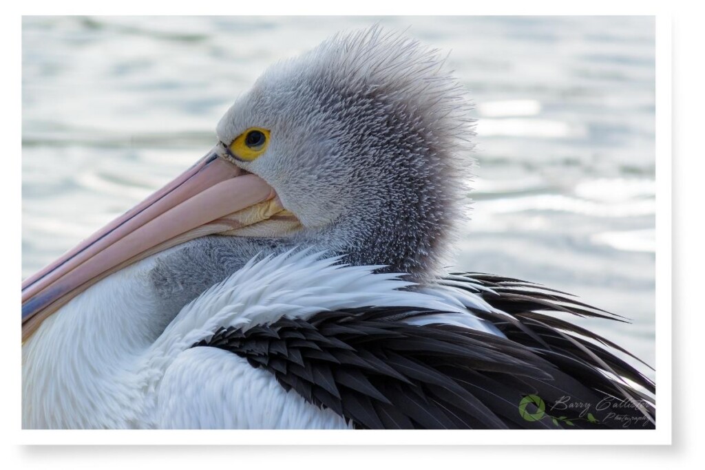 a close-up of an Australian Pelican