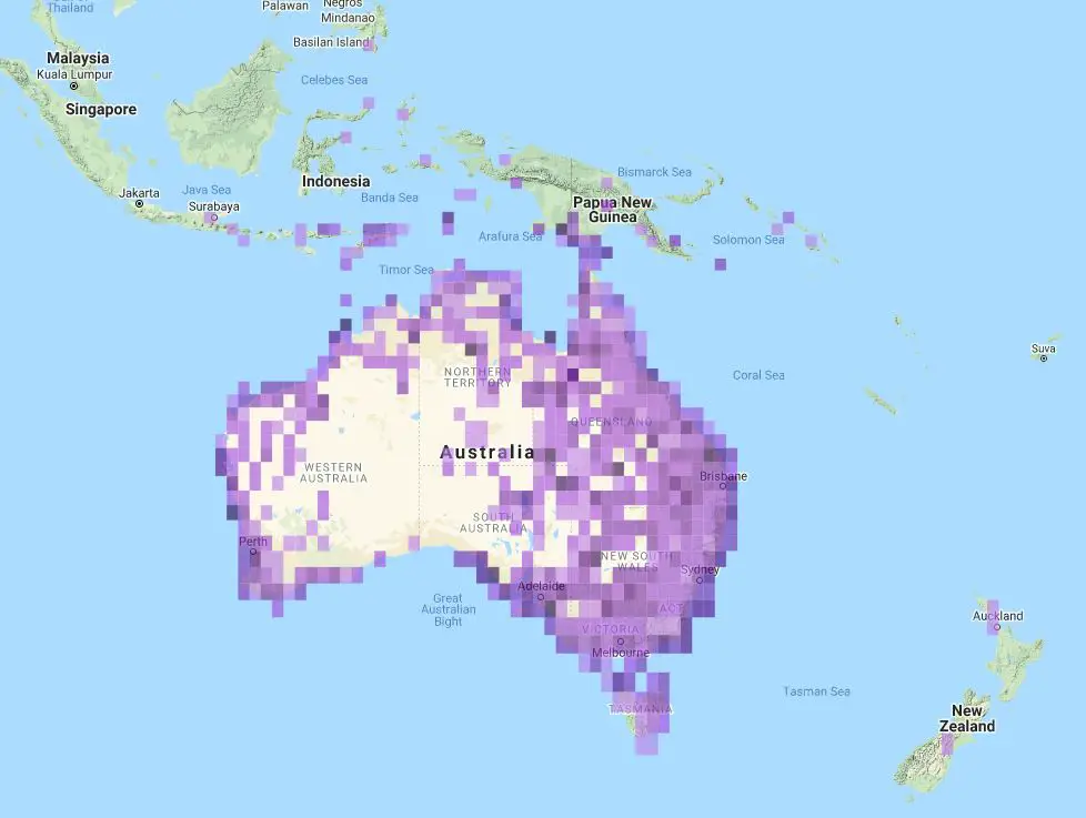 a map of Australia, Papua New Guinea, Indonesia, and New Zealand, showing the distribution of the Australian Pelican