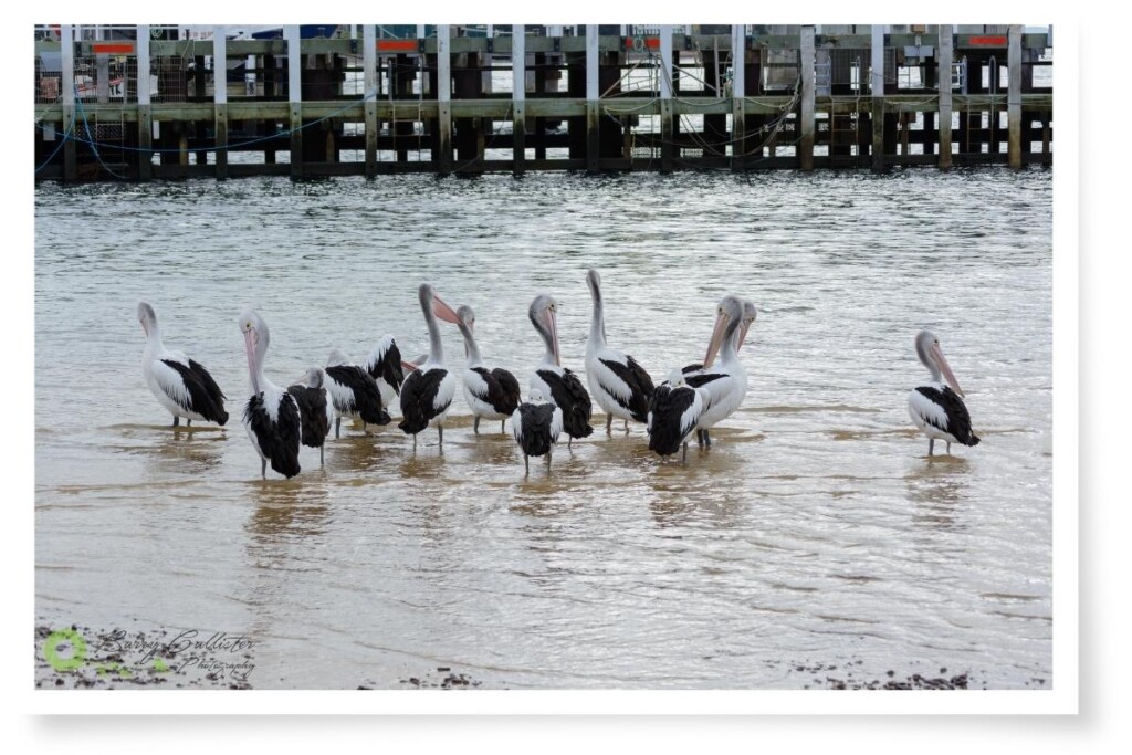 a small flock of Australian Pelicans standing in shallow water in front of a pier