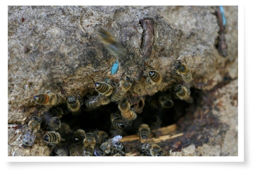 Honey Bees in a beehive