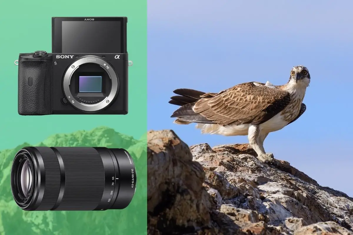 Best Sony Camera And Lens For Bird Photography On A Budget
