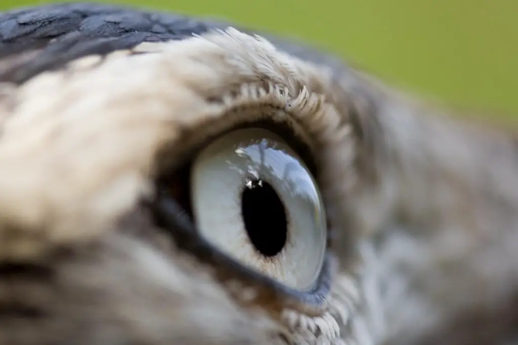 a close-up of a bird's eye with very shallow depth of field