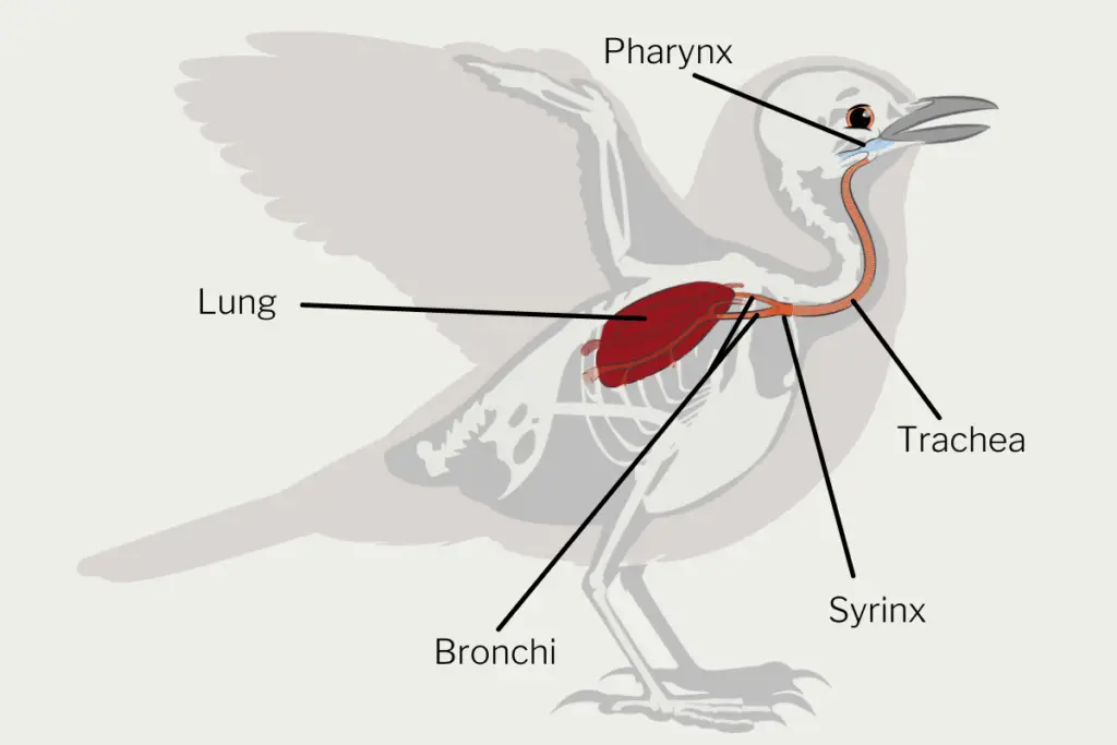 an info graphic showing the pharynx, lung, trachea, syrinx, and bronchi of a bird
