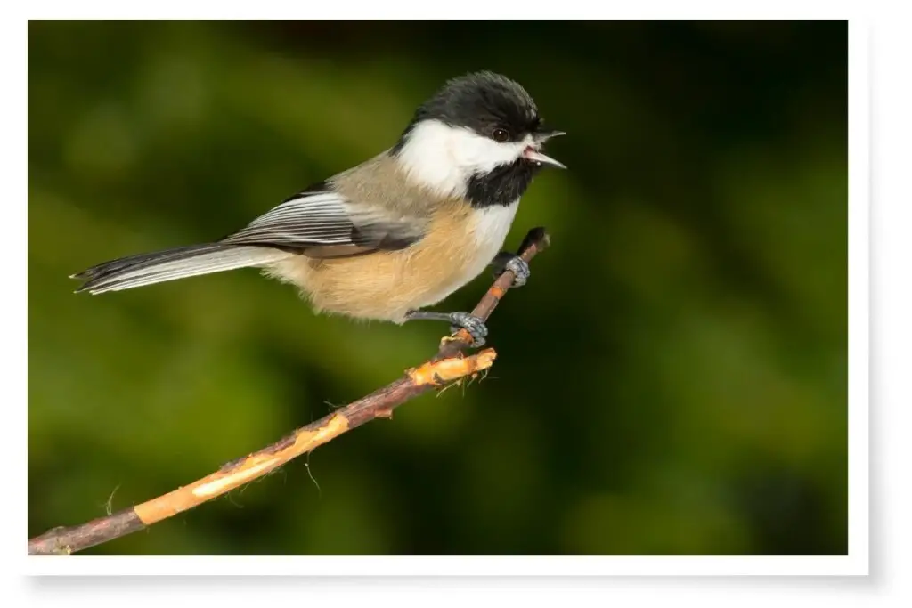 a Black-capped Chickadee perched on a branch sounding an alarm call to tell other birds danger is near