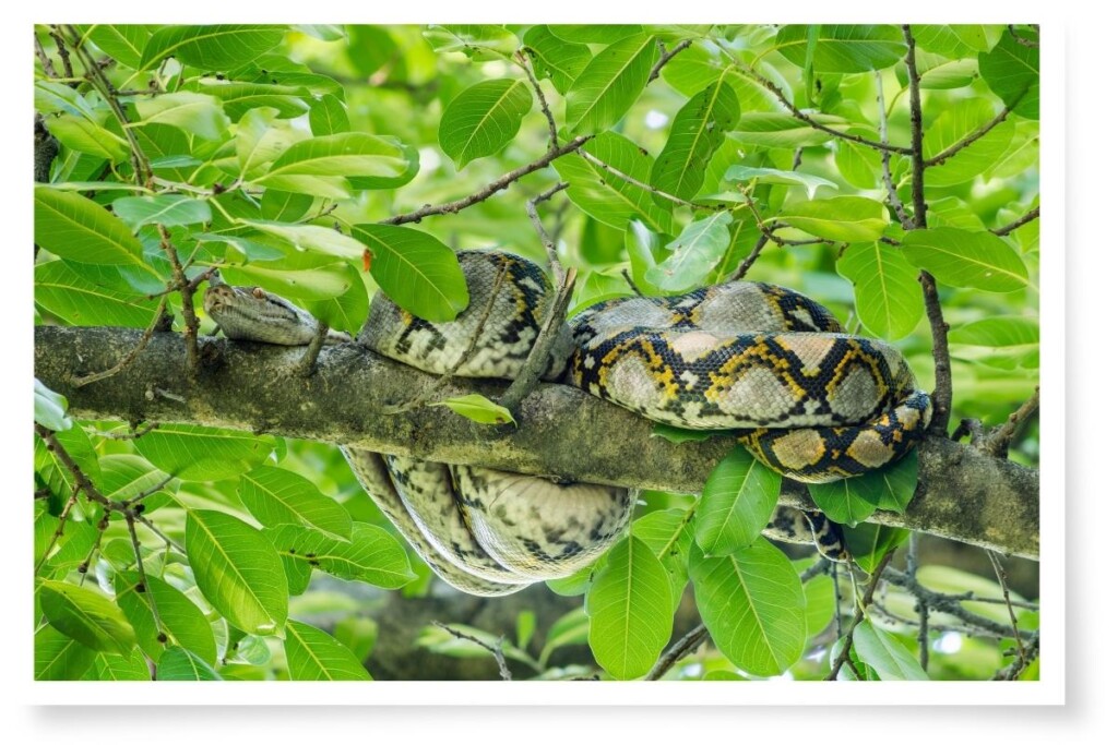 a boa resting on the branch of a tree amonst green leaves