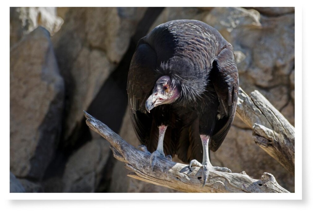 a California Condor bird perched on a log