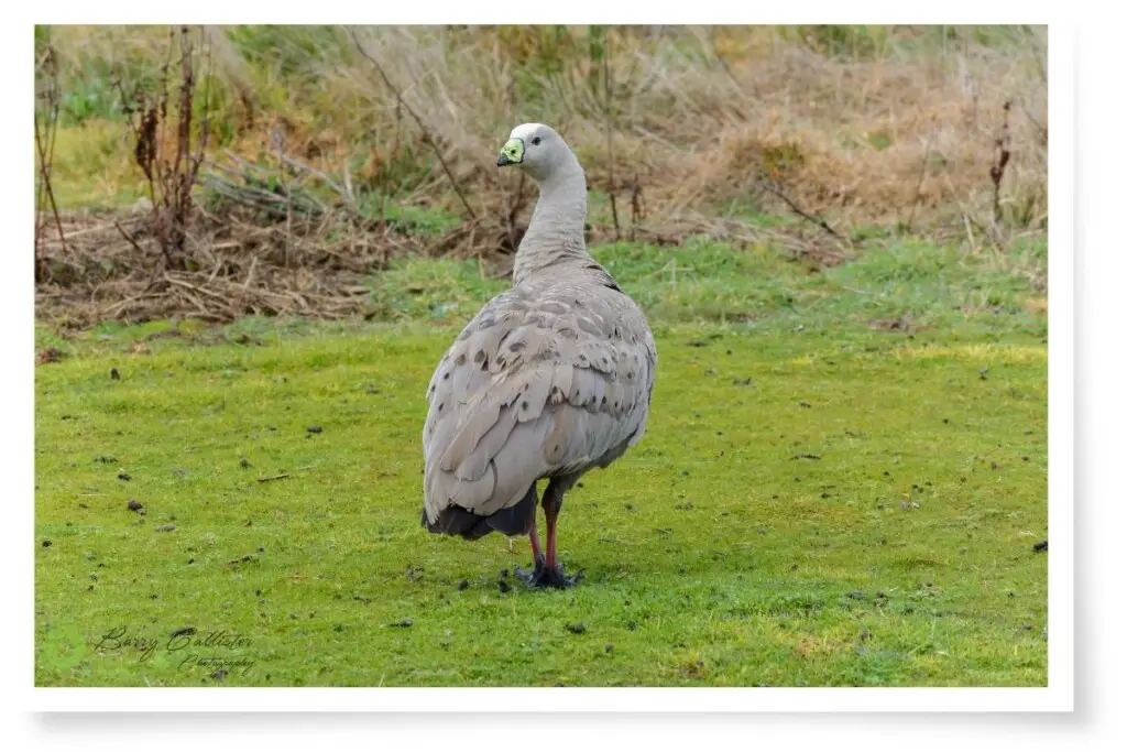a Cape Barron Goose standing on grass