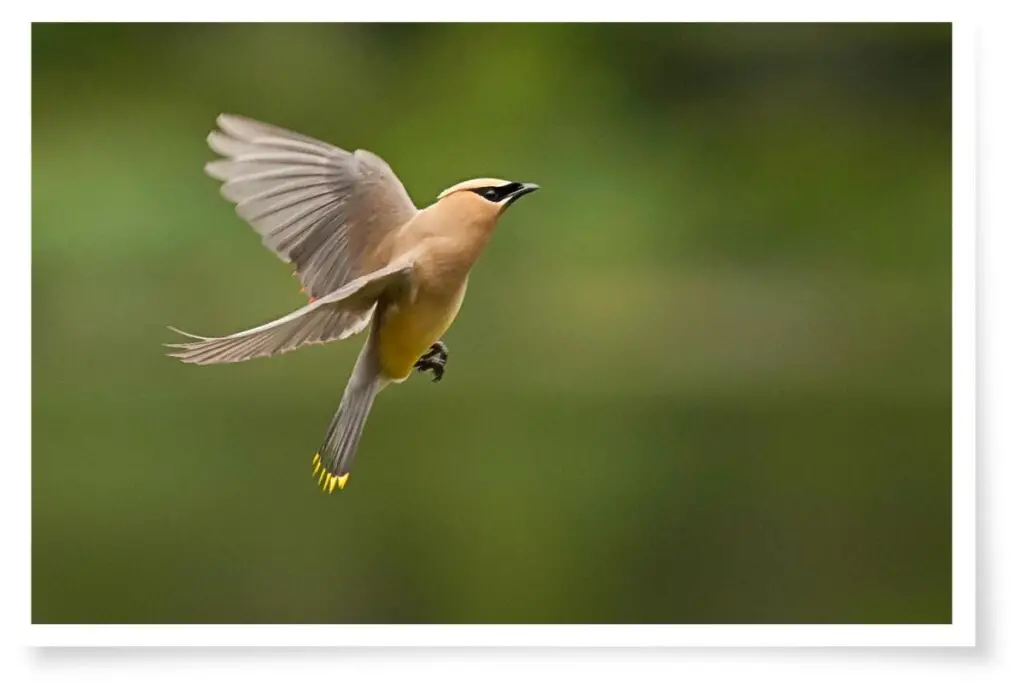 a Cedar Waxwing in flight