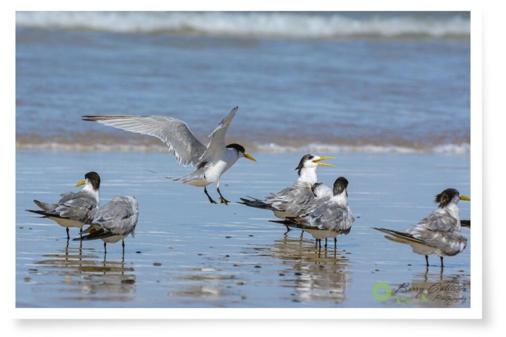 a group of Crested Terns on the beach, one bird in the center is coming in to land
