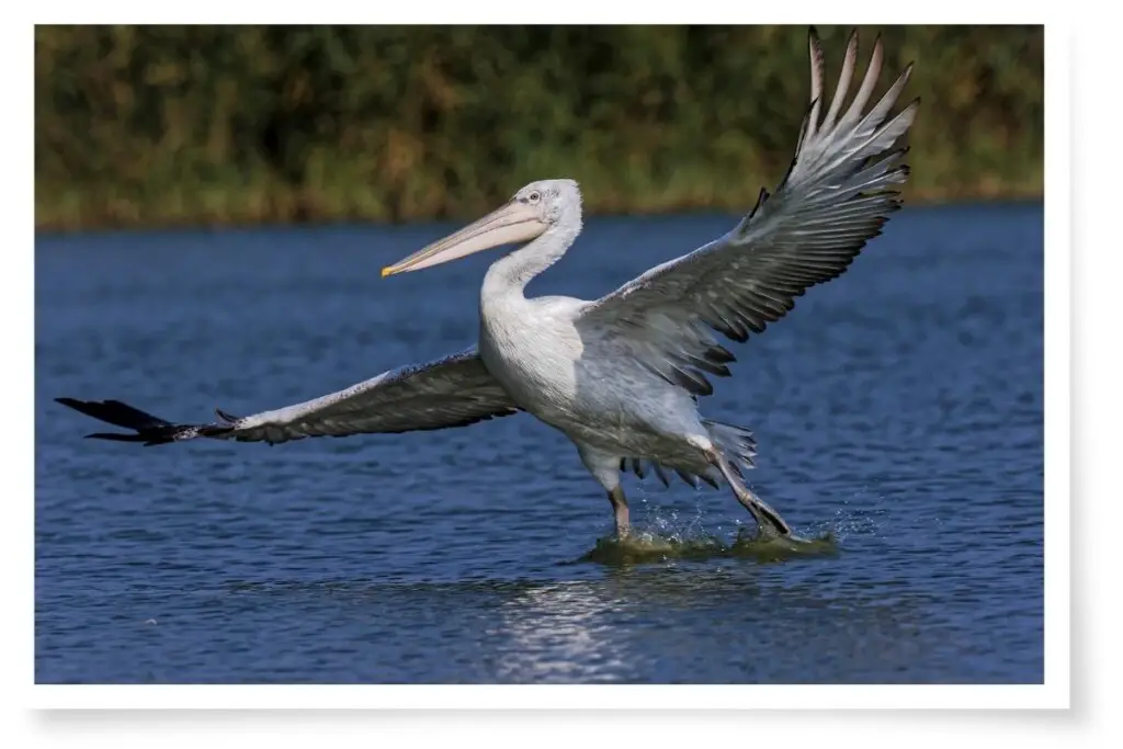 a Dalmatian Pelican, the largest pelican in the world, landing on water