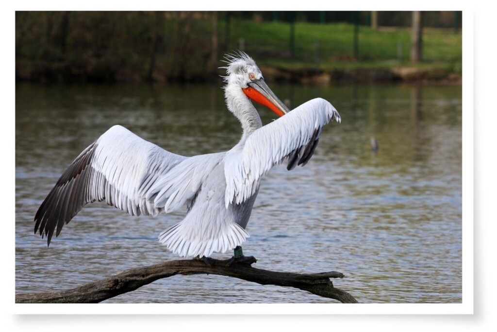 the largest pelican species in the world, a Dalmation Pelican standing on a log with its wings spread