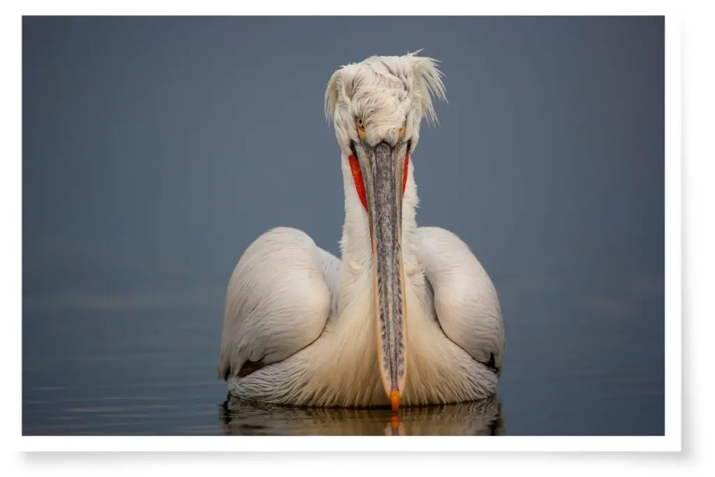 a Dalmatian Pelican swimming. The bird is facing towards the camera and the water is still