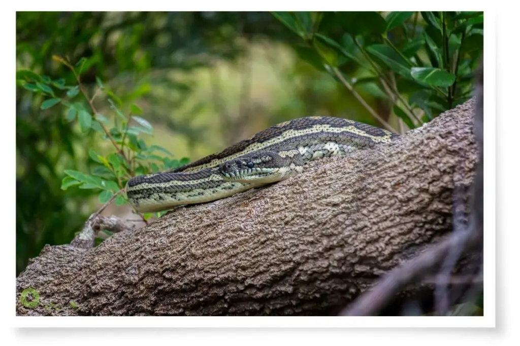 a carpet python resting on a log