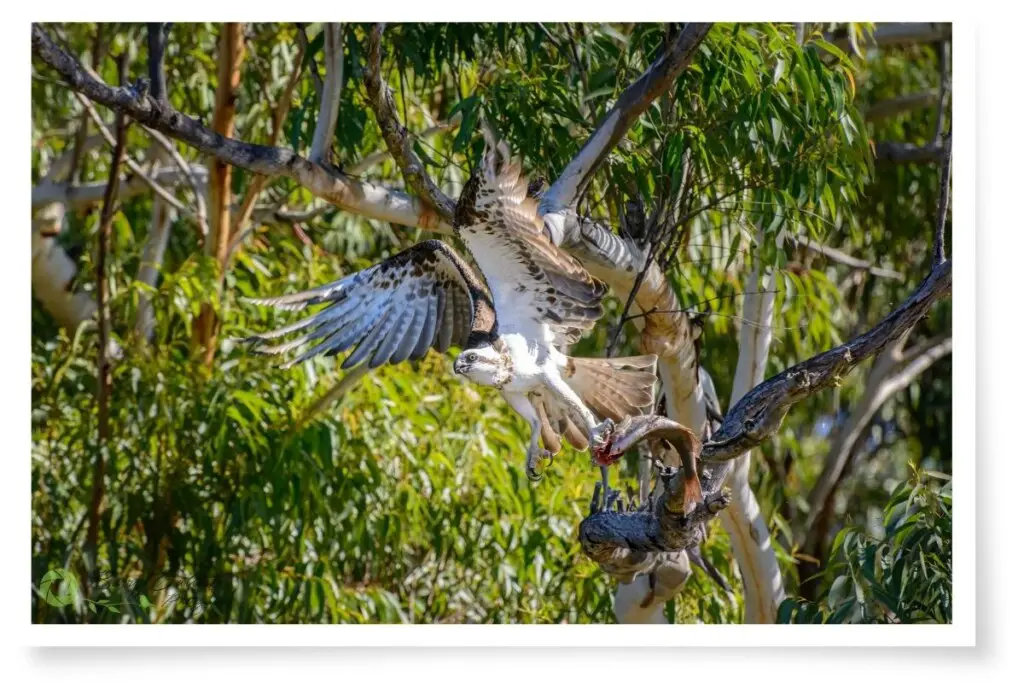 an Osprey with a fish in its talons taking flight from a tree