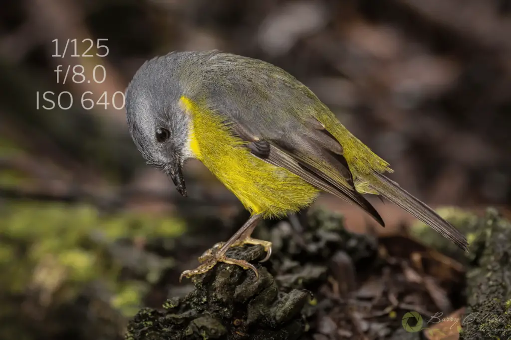 an Eastern Yellow Robin bird looking down at its feet with the camera settings 1/125, f/8.0, and ISO 640 written in the top left