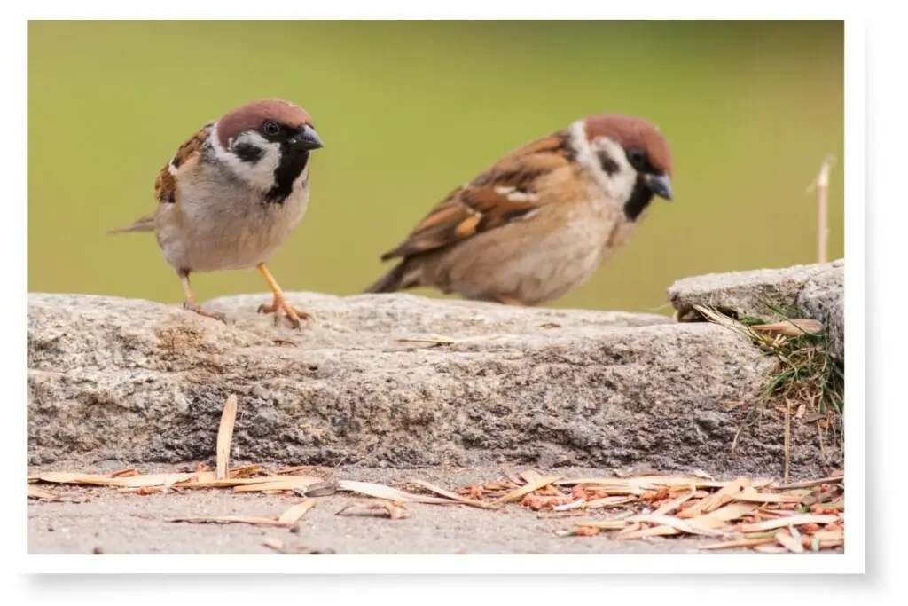 Eurasian tree sparrows foraging