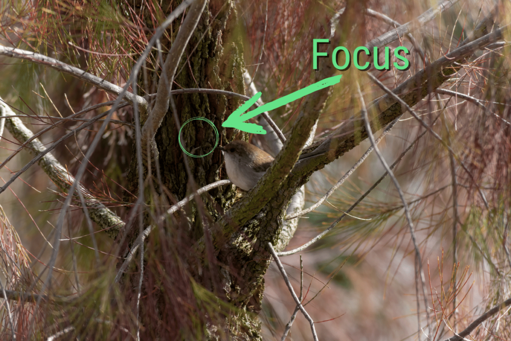 a female Superb Fairywren perched in a tree with a green arrow pointing to the tree trunk behind it where the focus point is