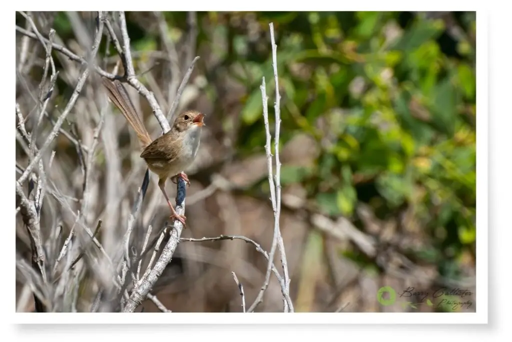 how birds communicate - a female Red-backed Fairywren perched on a bush singing