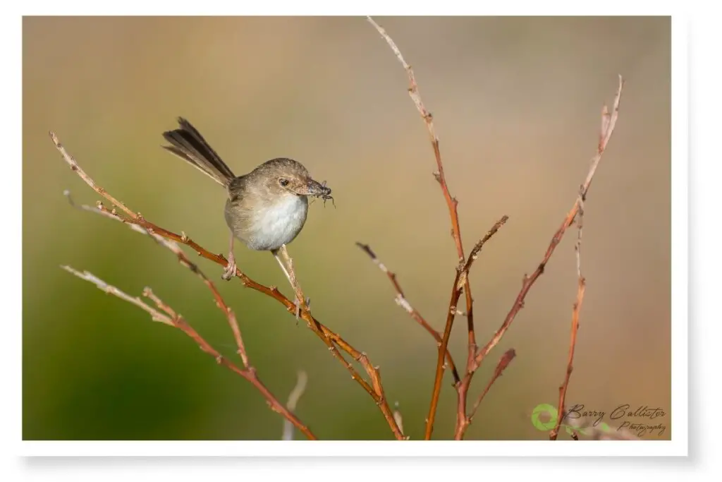 a female Red-backed Fairywren perched on a stick with an insect in its beak