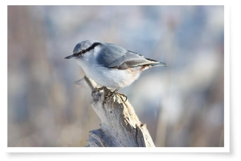 a female white-breasted nuthatch perched on a log