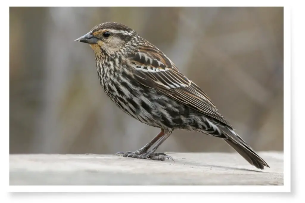 a female red-winged blackbird