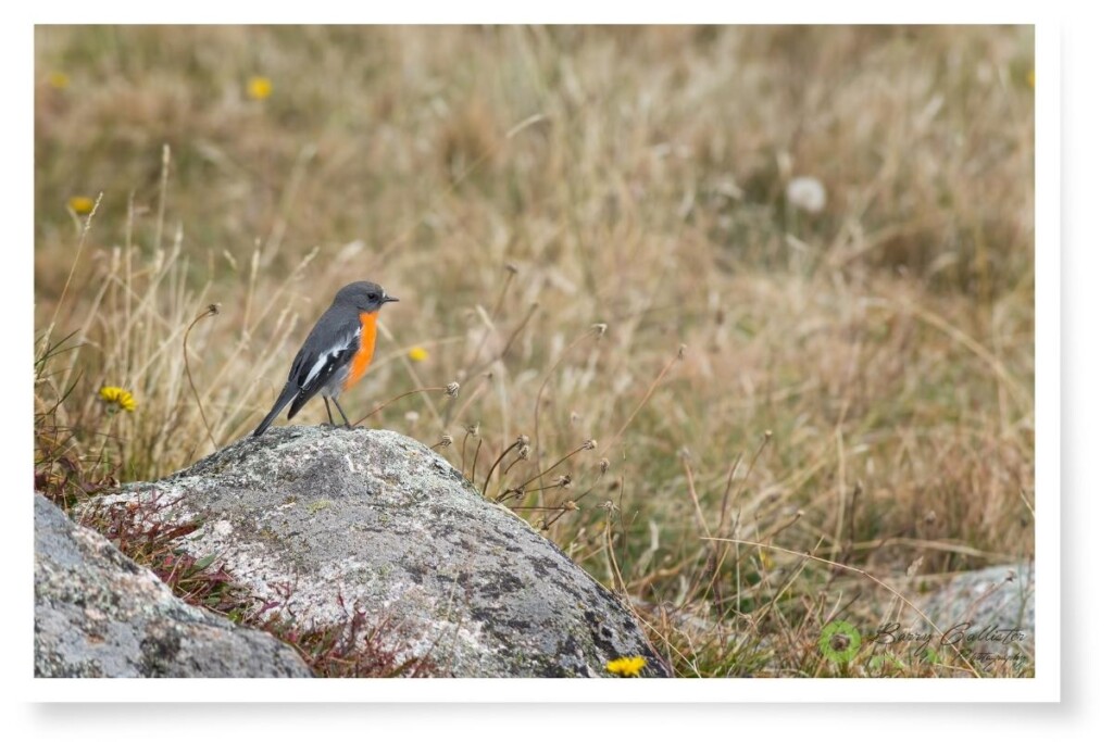a flame robin bird perched on a rock in a dry, grassy field