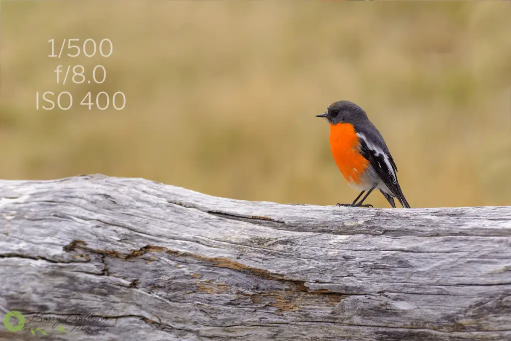 a Flame Robin bird perched on a log with the camera settings 1/500, f/8.0, and ISO 400 written in the top left