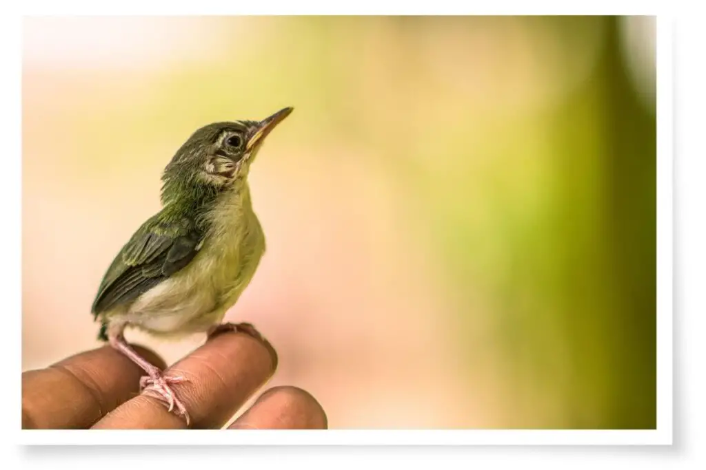 a small bird perched on the fingers of a man