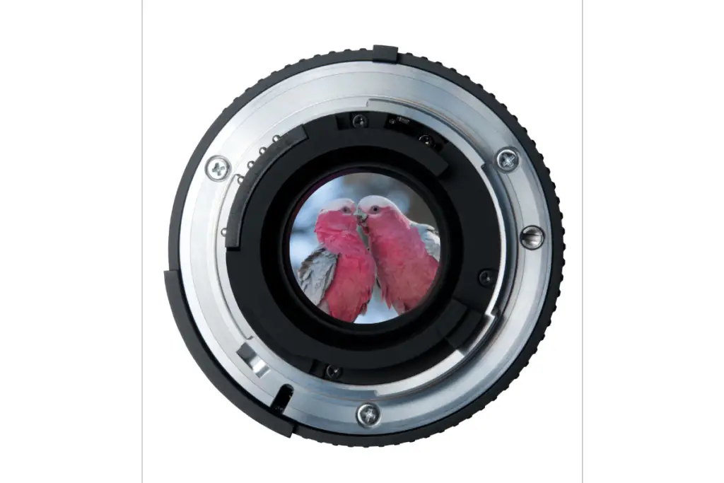 the rear of a camera lens with two Pink Galah birds viewed through the lens