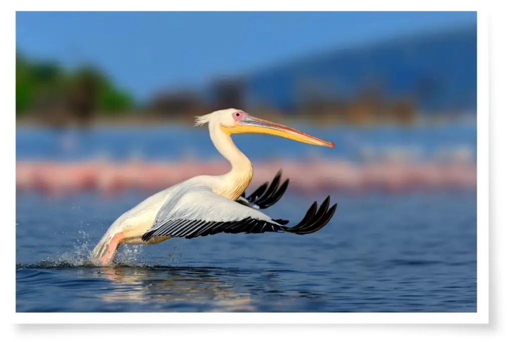 a Great White Pelican taking off from a lake in Kenya
