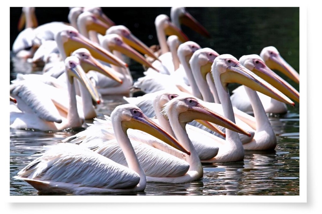 a flock of Great White Pelicans on water